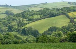 fields and trees