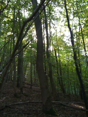 trees
