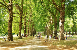 trees