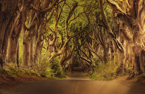 trees and lane